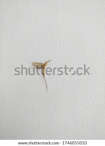 Mayflies are delicate-looking insects with one or two pairs of membranous, triangular wings, which are extensively covered with veins. At rest, the wings are held upright.