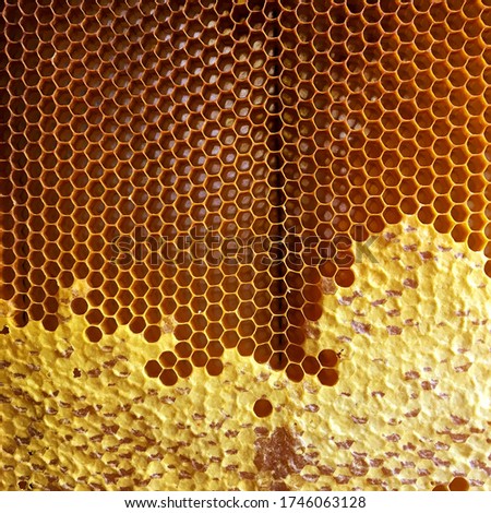 Abstract hexagon structure is honeycomb from bee hive filled with golden honey. Honeycomb summer composition consisting of gooey honey from bee village. Honey rural of bees honeycombs to countryside.