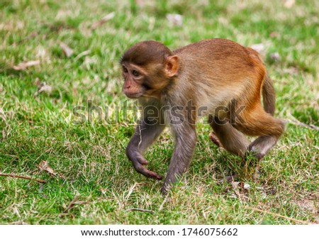 Monkey runs on the grass in the park. Animal mammal