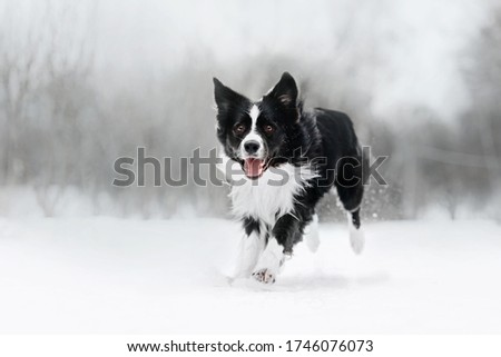 black and white border collie dog running outdoors in winter