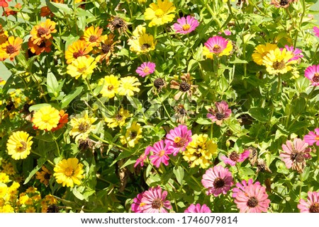Photo of field flower blooming for background, Beautiful flower blooming in spring