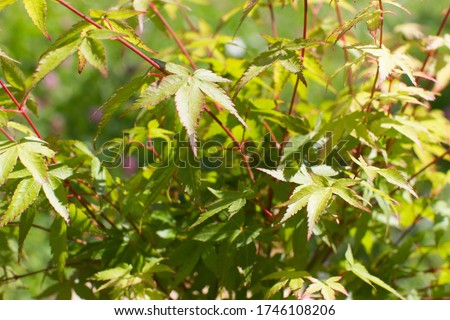 closeup of leaves of Japanese maple tree or Acer Palmatum, Little Princess type for tree power and green beauty in your backyard or garden - nature still life
 Royalty-Free Stock Photo #1746108206