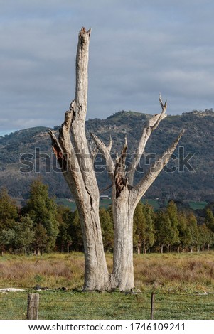 Dead tree standing in a field near Tharwa, ACT, Australia on an autumn morning in May 2020