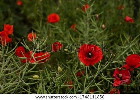 Red Poppy picture from above