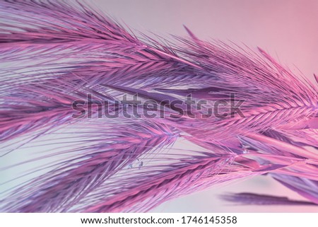 Close up abstract spikelet of wheat  color pink light.  Beautiful plant minimal in neon light. Minimalism retro style concept. Background pattern for design. Macro Photography View.