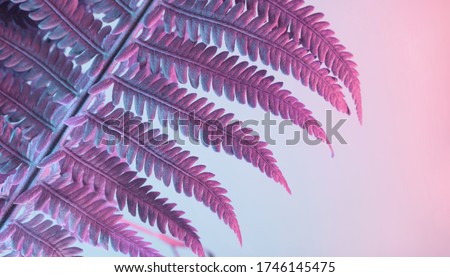 Close up abstract fern plant color pink light. Beautiful plant minimal in neon light. Minimalism retro style concept. Background pattern for design. 