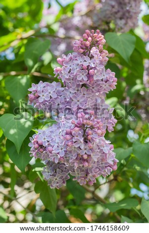 Spring branches of blooming lilac, lilac flowers
