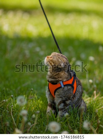 cat on a leash sitting in the grass. walk the cat. scottish fold cat walking in the garden