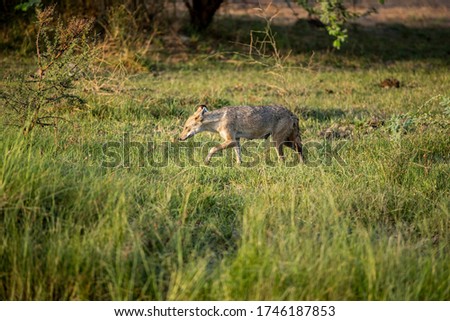 Indian Golden Jackal, a scavenger from Indian sub-continent