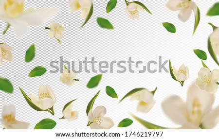 3D realistic jasmine with green leaf. White jasmine flower in motion. Beautiful jasmine background. Falling flower jasmine. Vector illustration. Vector illustration. Royalty-Free Stock Photo #1746219797