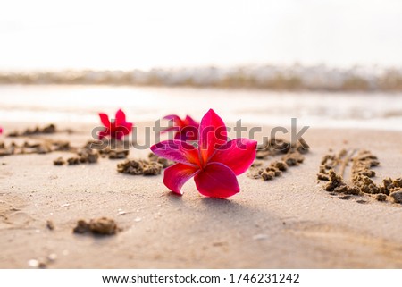 inscription on the sand of Samui, an island in Thailand, exotic frangipani flowers on the seashore, paradise plumeria flowers, background picture with flowers by the ocean, yellow sand in Asia