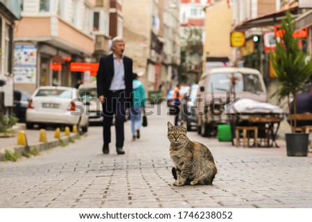 stray cat sit in the street in Istanbul Turkey, new cat photographer cat picture