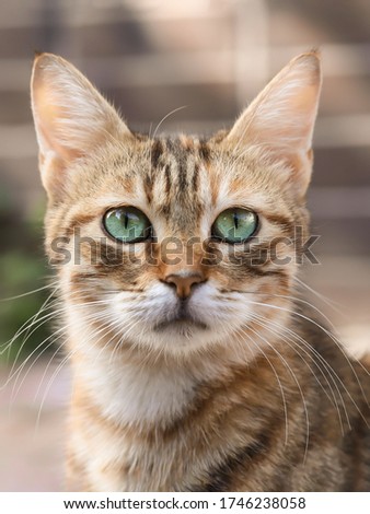 Green eyes stray cat portrait, new cat photographer cat picture