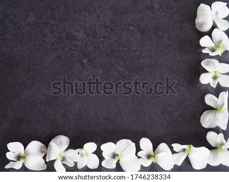 On a grey background white flowers of the garden saintpaulia, viola sororia closeup, copy space. Bright spring picture with blooming for the screensaver, wallpaper, card design, cover printing