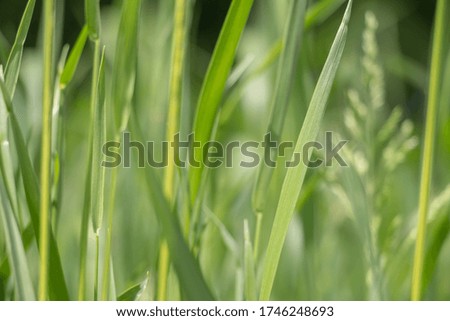 juicy green grass close up