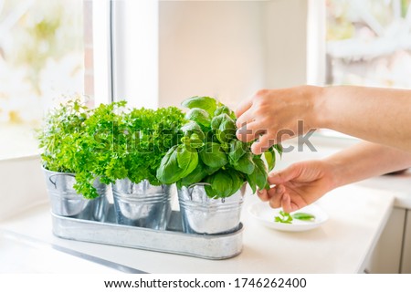 Close up woman's hand picking leaves of basil greenery. Home gardening on kitchen. Pots of herbs with basil, parsley and thyme. Home planting and food growing. Sustainable lifestyle, plant-based foods Royalty-Free Stock Photo #1746262400
