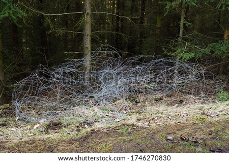 Curled barbed wire in forest trees
