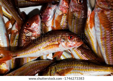 Raw Fresh Seafood Fishes on Market Detailed Photo