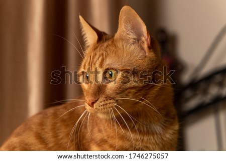 Domestic Orange Cat Photos With Flashlight