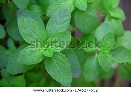 Peppermint has names like Mentha piperita, Japanese Mint. Which are grown in pot. They're bright green color, fragrance and herbal plant. Phrae, Thailand. Royalty-Free Stock Photo #1746277532