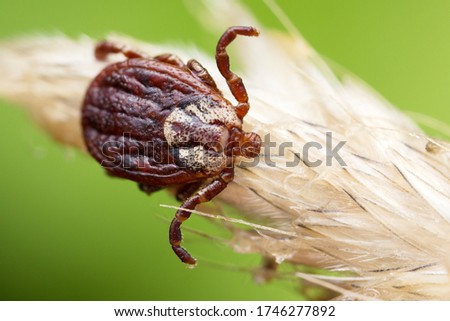 Ornate sheep tick waiting for host Royalty-Free Stock Photo #1746277892