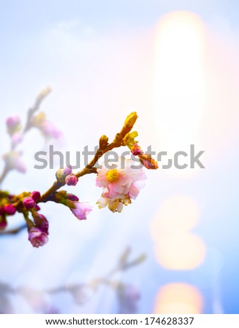 abstract beautiful Spring background with pink blossom 