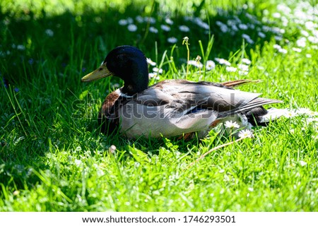 Mallard duck on a grass. Female wild duck resting on a grass near the water.
