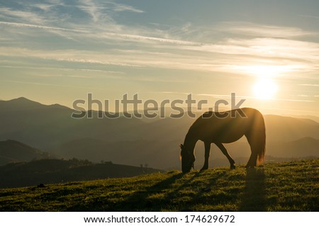 Peaceful background - grazing horses, beautiful sunset, picture for Chinese year of horse 2014