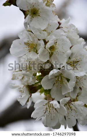 Picture of white cherry blossoms. 