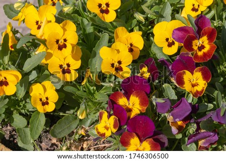 Multicolored violet flowers. colorful violets in a flower bed
