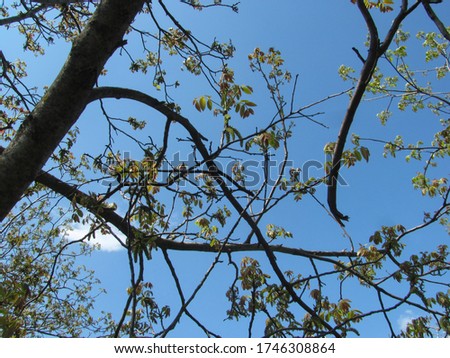 Blossoming walnut tree on the blue sky background. Beautiful spring natural landscape.