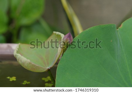 Lotus - High quality lotus image