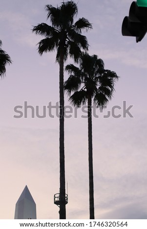 palm tree in the town hall park dongmun jeju do market Royalty-Free Stock Photo #1746320564