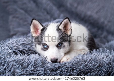 A small white dog puppy breed siberian husky with beautiful blue eyes lays on grey carpet. Dogs and pet photography