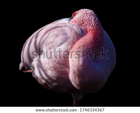 Beautiful decorative picture of the elegant white American Flamingo with light pink plumage long legs and necks strongly hooked bills black background