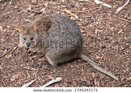 the quokka is a small gray and rufous marsupial
