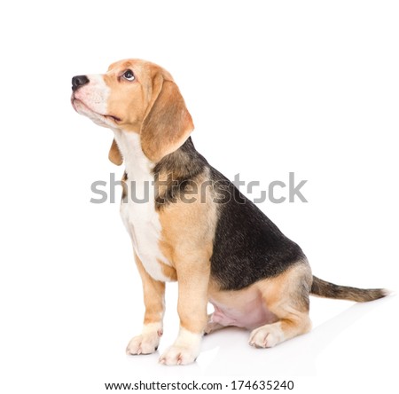 Beagle puppy dog looking away and up. isolated on white background
