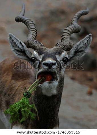 An impala is eating carrots.