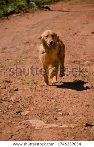 
golden breed cute dog and nature