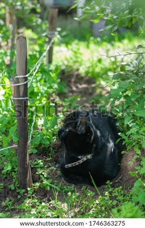 domestic cat is resting in shade of trees on countryside