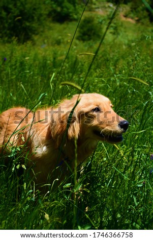 golden breed dog in green background and grass