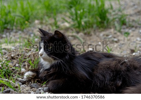 Homeless cat lies on the ground.