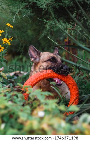 German Shepherd nibbles toy ring lying in grass. The dog is chewing on an orange-colored training projectile.