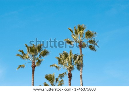 Detailed Picture of a Palm Tree