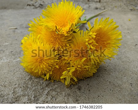 bouquet of ripped yellow dandelions closeup photo