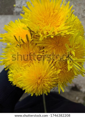 bouquet of ripped yellow dandelions closeup photo