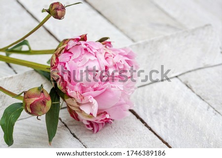 Pink peony with two buds and leaves on old white colored wooden bakground, copy space