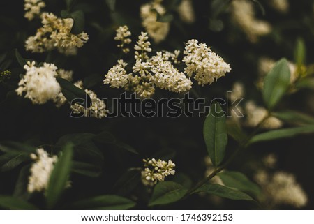 A bush of white lilac cloudy in the spring. Butterfly Bush. 