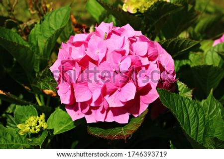 Very beautiful and large red flowers grow on hydrangea bushes in the summer season