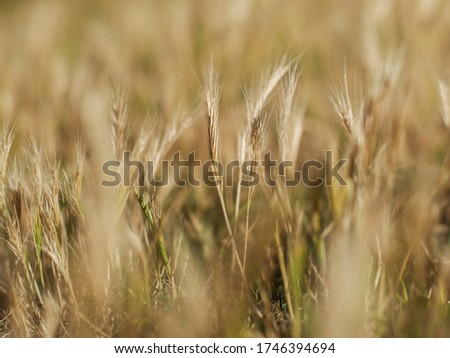 A bug's view of vegetation, looks like wheat, amongst grass, low angle